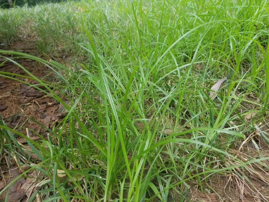 Although nutsedge looks like grass it is not. (Credit:Darrell Blackwelder) 