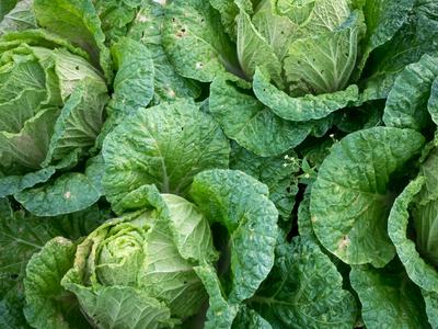 Green Cabbage plants