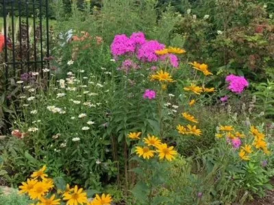 Flat Rock Pollinator Garden August 2021