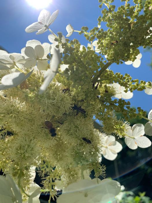 pollinators on oakleaf hydrangea
