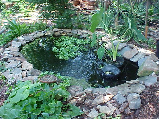 water garden