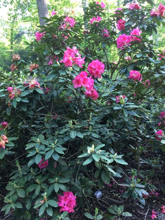 rhododendron