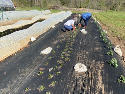 row cover example in a field