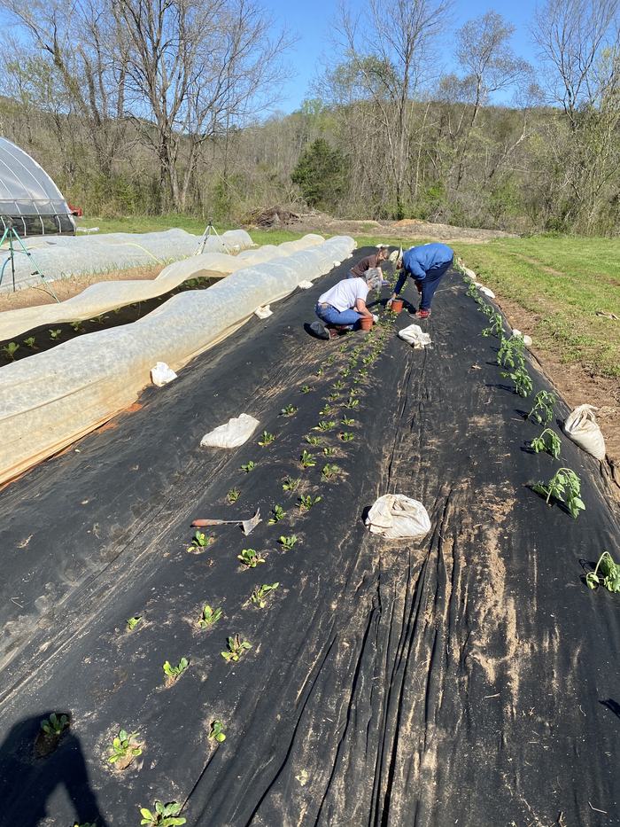 row cover example in a field