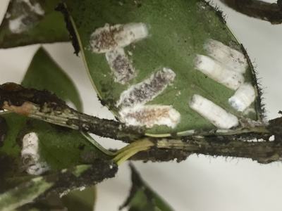 scale on holly