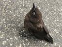 sick bird