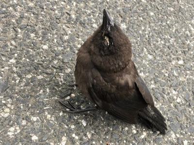 sick bird