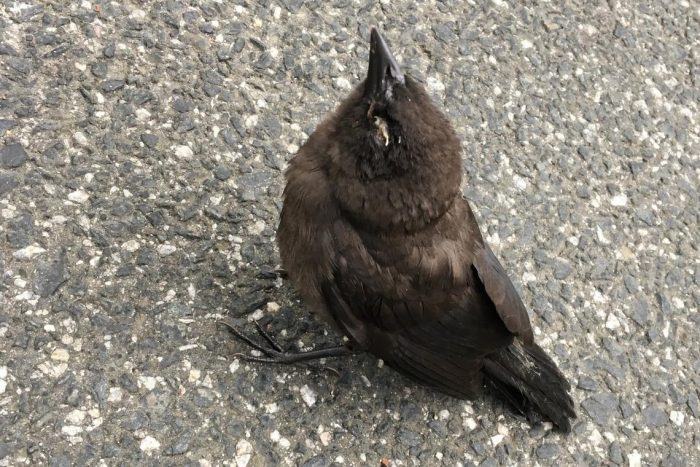 sick bird
