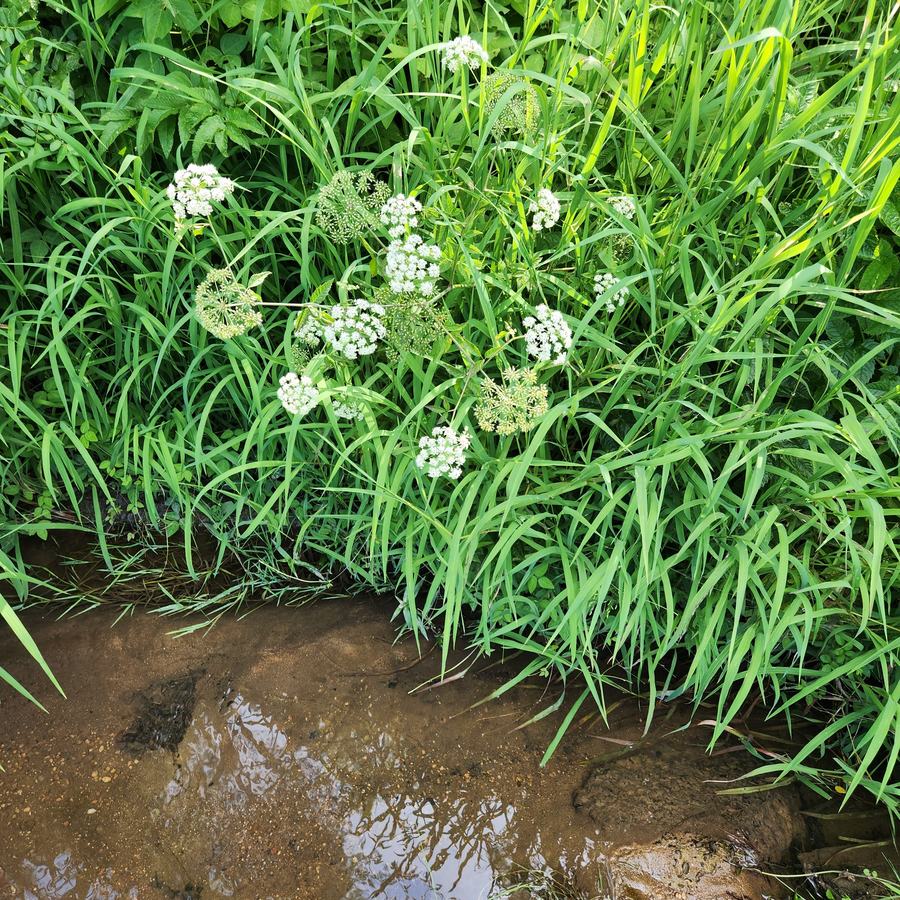 water hemlock
