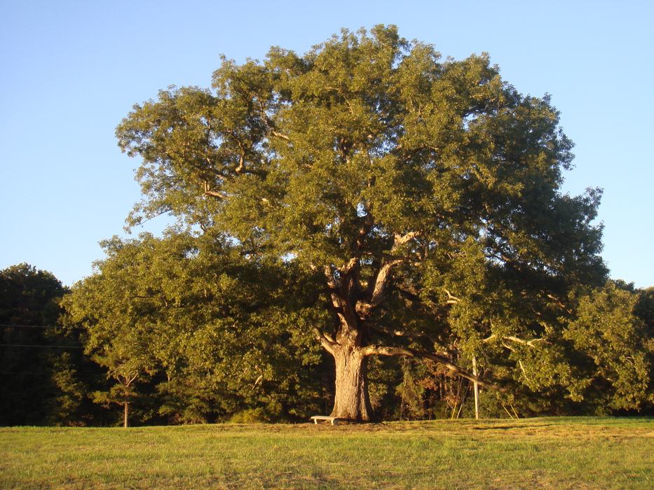 A fully mature white oak in a field.