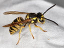 Yellow-and-black wasp resting on white fabric