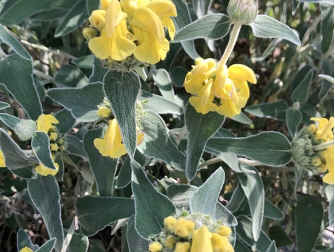 1Flowers - Cathy Dewitt