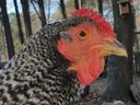 chicken