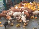 pigs eating pumpkins