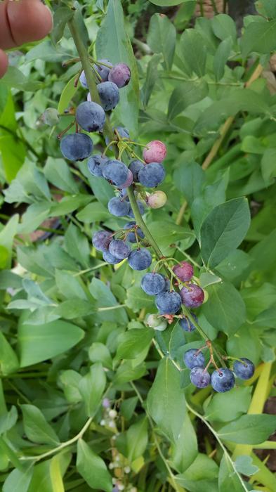 Ripe blueberries on bush
