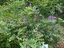 Blueberry bush