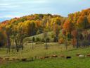 Cows Out Standing in a Fall Field