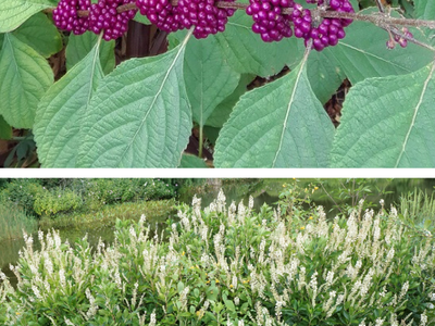 Purple berry clusters on leafy branch; below, shrubs with white flower spikes by pond