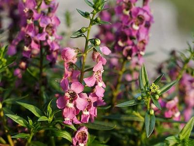 Pink Flowers Bloomed
