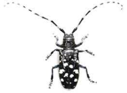 The beetle is black with white spots and the long antennas have alternating horizontal black and white stripes