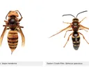 Asian Giant Hornet (Vespa mandarinia); Eastern Cicada Killer (Sphecius speciosus); 1 inch