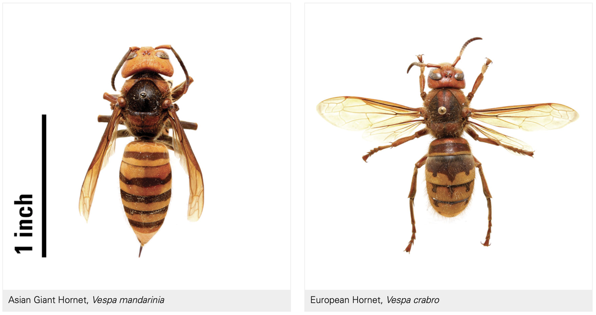 Asian_vs_European.png- European hornets (featured on the right) are brown with wide yellow markings with a reddish-brown head.  Asian Hornets (featured on the left) have large, yellow heads with small eyes. Their stripes are even without the dot-like accents.