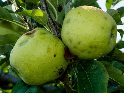 Brown marmorated stink bug damage on apple