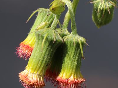 close up of flower heads with salmon-red color