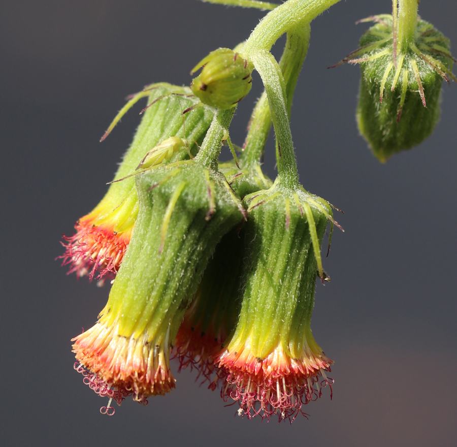 close up of flower heads with salmon-red color