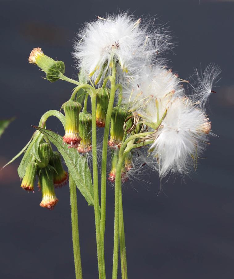 thickhead salmon-red flowers droop. Seeds have fluffy white pappus for wind dispersal