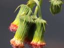 close up of flower heads with salmon-red color