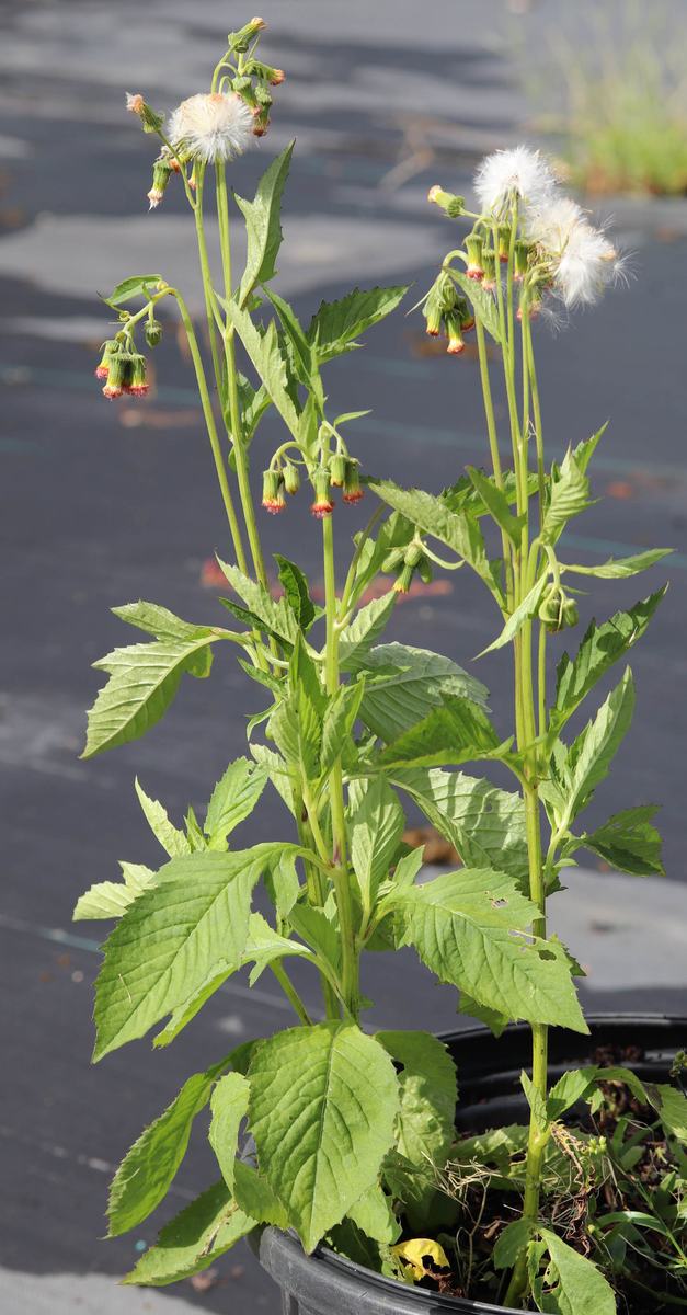 upright plant, leaves with ragged margins, white fluffy seedheads