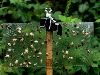 Brown marmorated stink bug trap