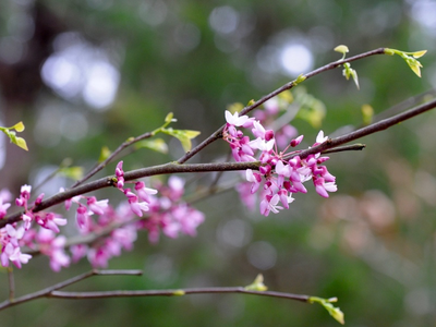 Eastern Redbud Cercis-canadensis-var.-canadensis Photo-“Buds”-by-Sonnia-Hill-CC-BY-2.0
