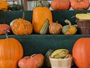 Picture of a mix of gourds and pumpkins