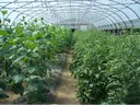 High tunnel farming