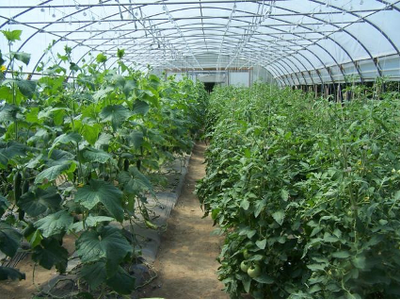High tunnel farming