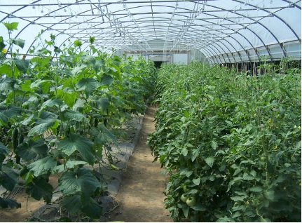 High tunnel farming