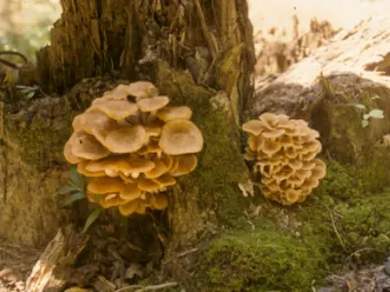 Honey Mushrooms