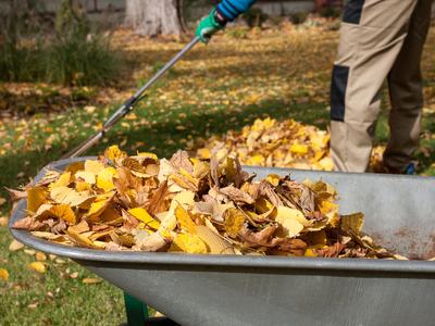 Wheelbarrow filled with yellow autumn leaves and person raking in a yard