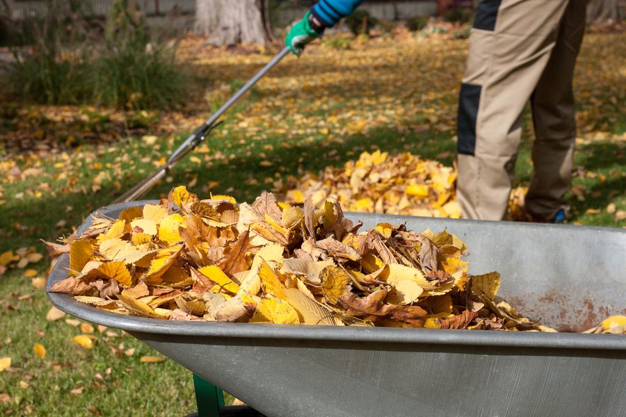 Person raking leaves