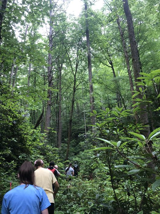 Teens and adults walk through Pisgah National Forrest.