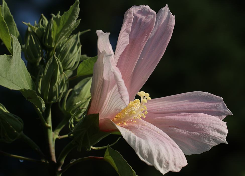 Velvet-leaved mallow