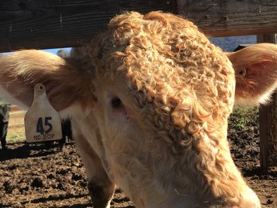 Cow head close-up with curly hair and ear tag reading "45 NC BCIP".