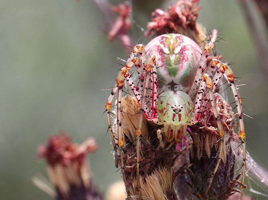 Green lynx spider on ironweed