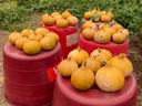 Cherokee Tan pumpkins gathered in field