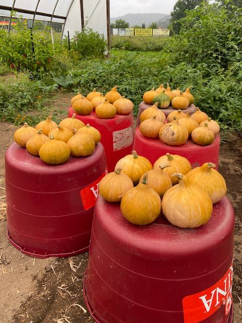 Cherokee Tan pumpkins gathered in field