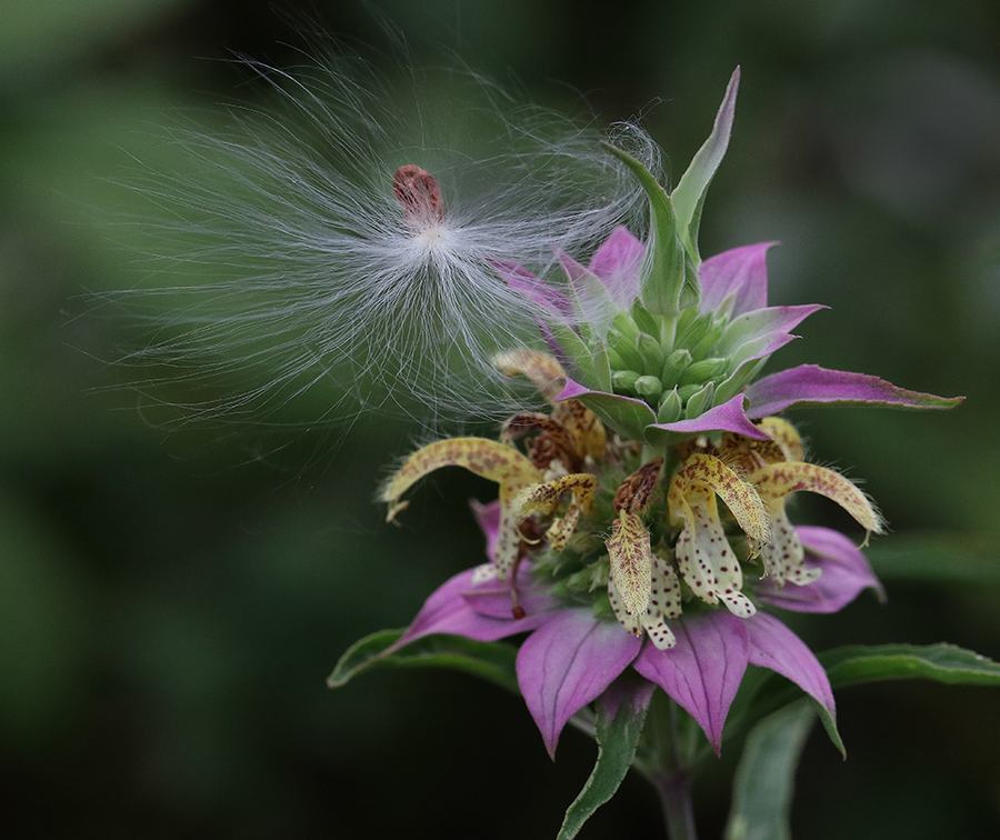 Eastern horsemint with milkweed seed