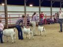 Youth handling goats in an indoor livestock arena being evaluated by a judge