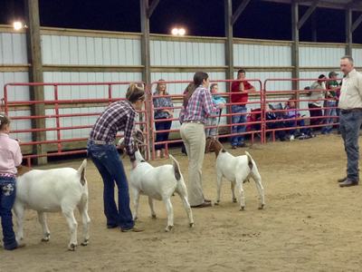 Youth handling goats in an indoor livestock arena being evaluated by a judge
